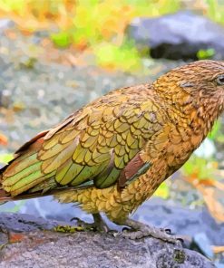 Kea Bird paint by numbers