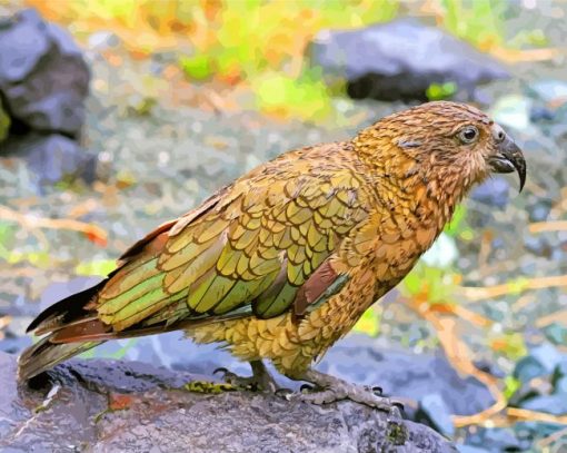 Kea Bird paint by numbers