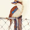 Kookaburra On Fence paint by numbers