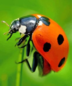 Ladybird Insect paint by numbers