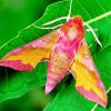 Yellow And Pink Moth paint by numbers