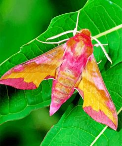 Yellow And Pink Moth paint by numbers