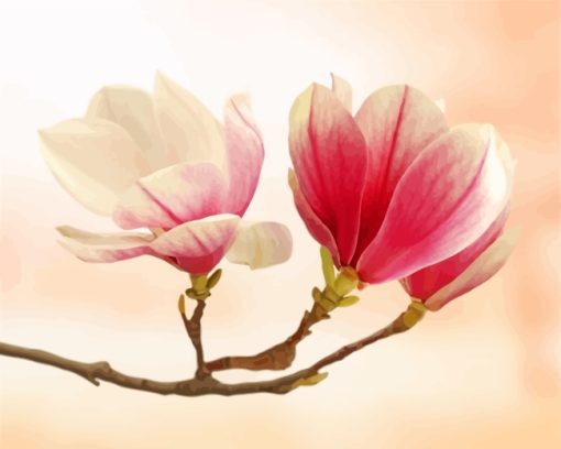 Magnolia Flowering Plant paint by numbers