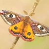 Yellow And Brown Moth Butterfly paint by numbers