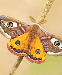 Yellow And Brown Moth Butterfly paint by numbers