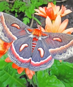 Moth On Flowers paint by numbers