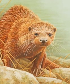 Otter Animal paint by numbers