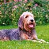 Otterhound paint by numbers