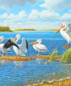 Pelicans Bird paint by numbers