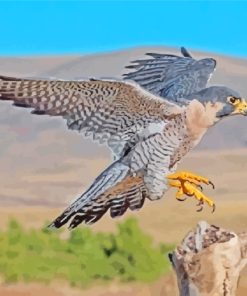 Peregrine Falcon paint by number