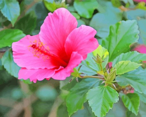 Pink Hibiscus Flower paint by numbers