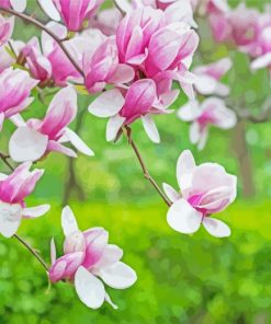 Pink White Magnolia paint by numbers