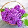 Purple Hydrangea Basket paint by numbers