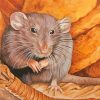 Rat Rodent paint by numbers