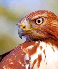 Red Tailed Hawk paint by numbers