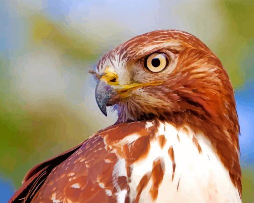 Red Tailed Hawk paint by numbers