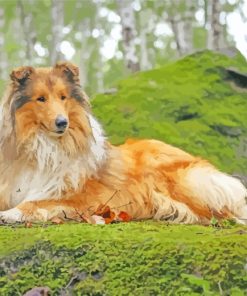 Rough Collie Dog paint by numbers