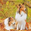 Rough Collie Dogs Animals paint by numbers