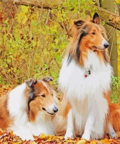 Rough Collie Dogs Animals paint by numbers