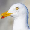 Seagull Bird Head paint by numbers