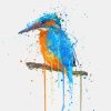 Splatter Kingfisher Bird paint by numbers