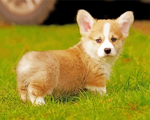 Welsh corgi dog paint by numbers