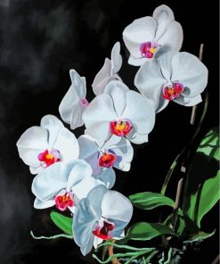 White Orchids Flowers paint by numbers