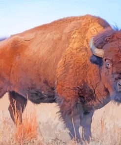 Wild Bison paint by numbers