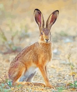 Wild Hare paint by numbers