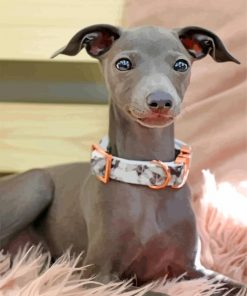 Adorable Greyhound paint by number