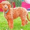 Adorable Golden Doodle paint by numbers