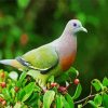 Aesthetic Columbidae paint by number