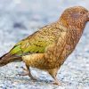 Aesthetic Kea Bird paint by numbers