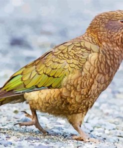 Aesthetic Kea Bird paint by numbers