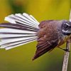 Aesthetic Fantail Bird paint by numbers