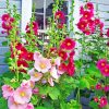 Aesthetic Hollyhocks Flowers paint by numbers