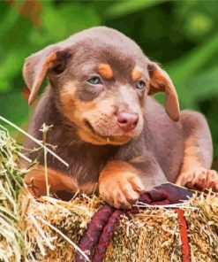 Cute Australian Kelpie paint by numbers