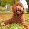 Aesthetic Labradoodle paint by numbers