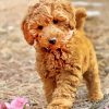 Aesthetic Labradoodle paint by numbers