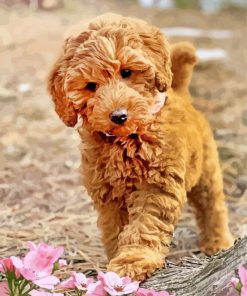 Aesthetic Labradoodle paint by numbers