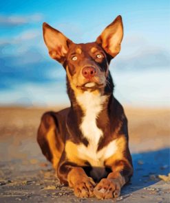 Australian Kelpie Dog Paint by numbers