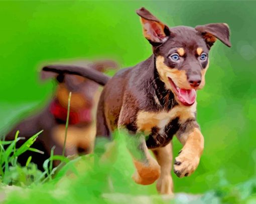 Australian Kelpie Puppypaint by numbers