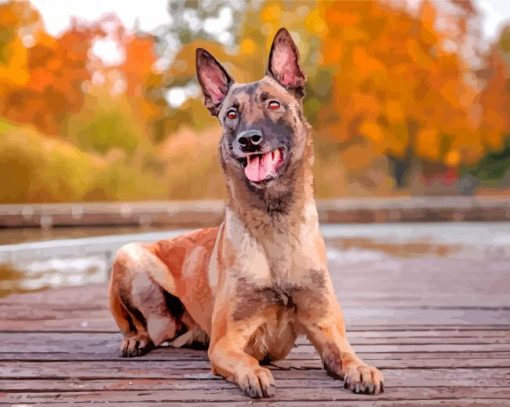 Belgian Malinois Dog Pet paint by numbers