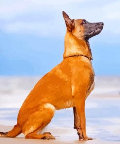 Berger Belge Malinois paint by numbers