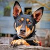 Black And Brown Kelpie paint by numbers