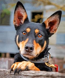 Black And Brown Kelpie paint by numbers