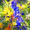 Blue Larkspur paint by numbers