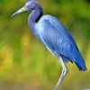 Blue Heron Bird paint by numbers