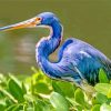 Blue Heron paint by numbers