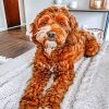 Brown Golden Doodle paint by number